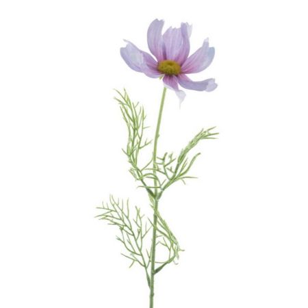 Cosmea purple