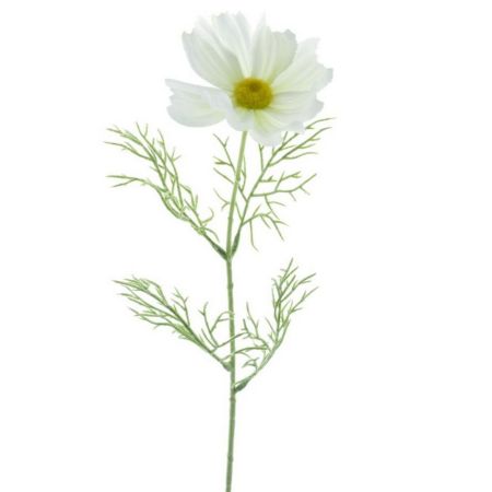 Cosmea weiß