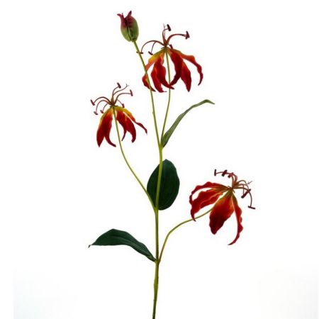 Gloriosa Lilienzweig orange