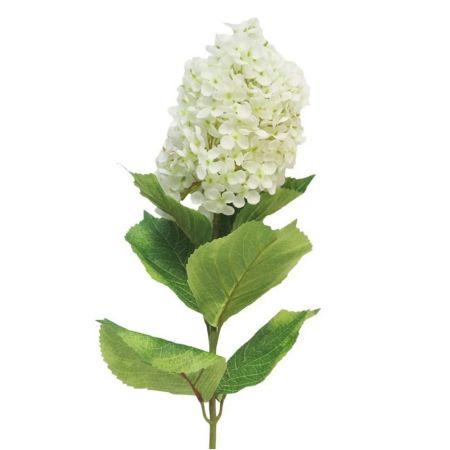 Hortensie Microphila cream