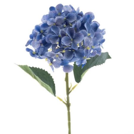 Hortensie Noah blau