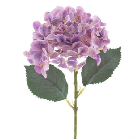 Hortensie Noah mauve