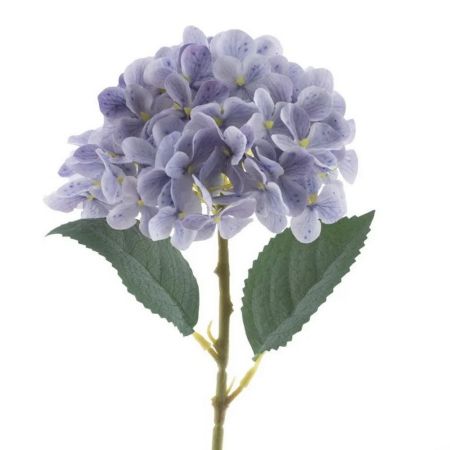 Hortensie Noah purple