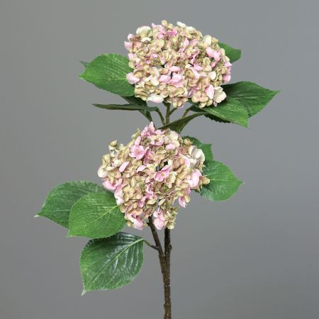 Hortensie mit 2x große Blütenköpfe rosa-grün<p></p>
