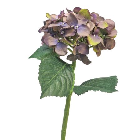 Hortensie mit Blätter lavendel 