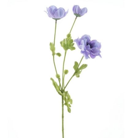 Mohnblume purple