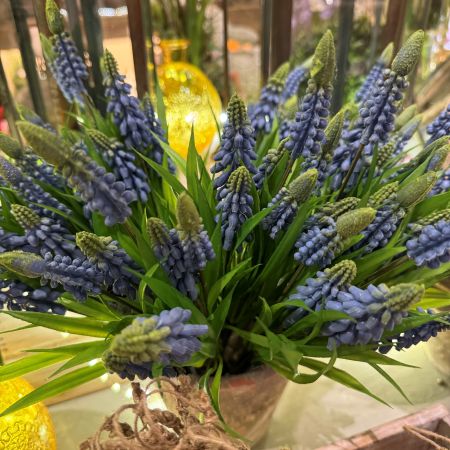 Muscari blau