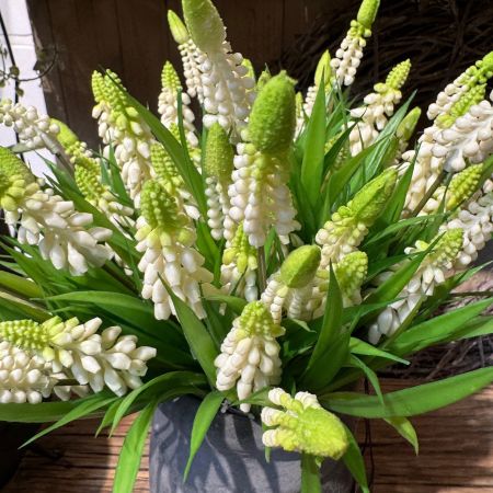 Muscari cream