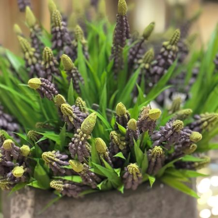 Muscari purple