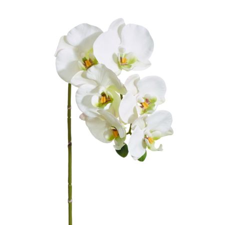 Orchideenrispe 6 Blüten weiß
