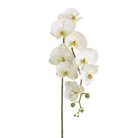 Orchideenrispe 8 Blüten weiß
