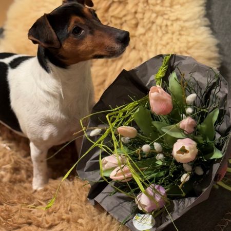 Tulpenstrauß handgebunden lavendel